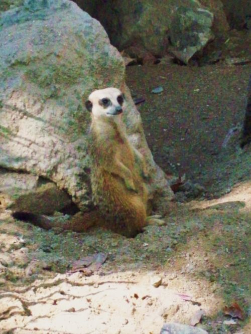 Fotografia de Jordi Mateu - Galeria Fotografica: SURICATAS - Foto: Suricata 4