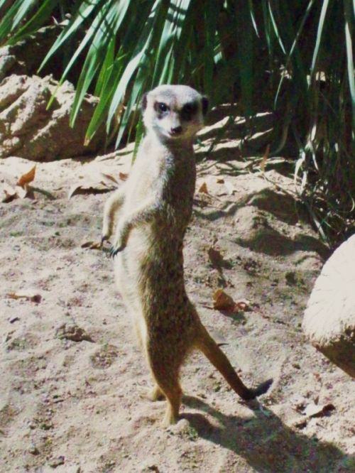 Fotografia de Jordi Mateu - Galeria Fotografica: SURICATAS - Foto: Suricata 8