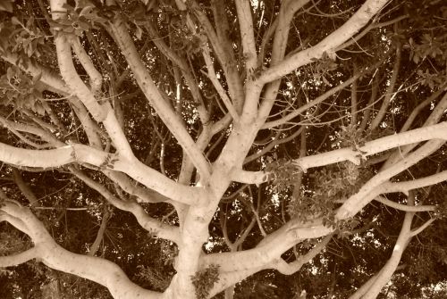 Fotografia de Dagon - Galeria Fotografica: Natural - Foto: 