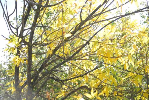 Fotografia de Dagon - Galeria Fotografica: Natural - Foto: 