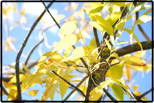 Fotografia de Dagon - Galeria Fotografica: Natural - Foto: Color de Otoo