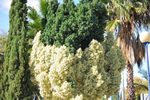 Fotografia de Dagon - Galeria Fotografica: Natural - Foto: 