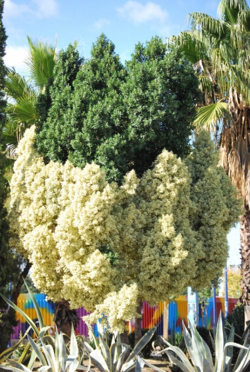 Fotografia de Dagon - Galeria Fotografica: Natural - Foto: Bi color