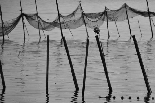 Fotografia de JEM - Galeria Fotografica: Jaumesteve - Foto: Albufera