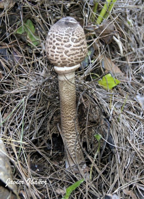 Fotografia de ibaez - Galeria Fotografica: MICOLOGIA - Foto: 