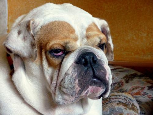 Fotografia de Antonio S - Galeria Fotografica: MISCELNEA - Foto: MI PERRA