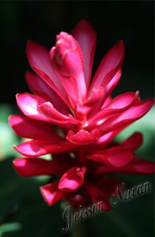 Fotografia de Jeisson Nuvan - Galeria Fotografica: flowers - Foto: 