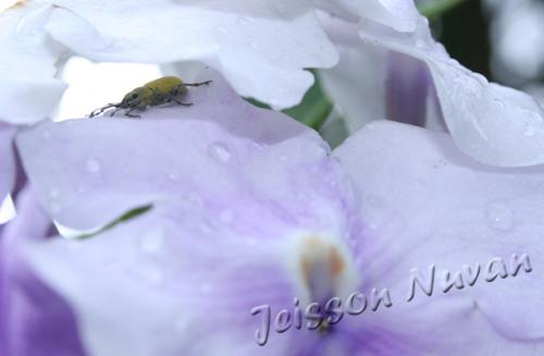 Fotografia de Jeisson Nuvan - Galeria Fotografica: flowers - Foto: 