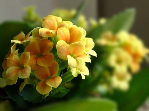 Fotografia de Antonio S - Galeria Fotografica: MISCELNEA - Foto: Flor