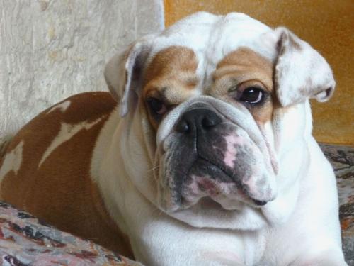 Fotografia de Antonio S - Galeria Fotografica: MISCELNEA - Foto: MI PERRA I