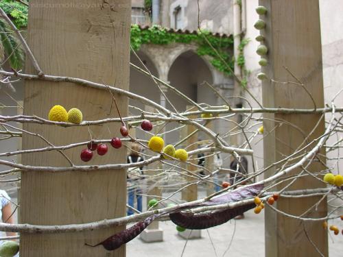 Fotografia de Xavi - Galeria Fotografica: Diferentes paisages - Foto: La fruta