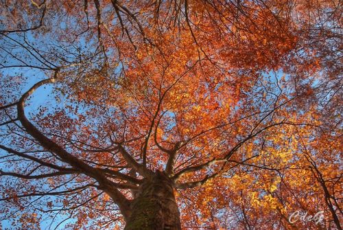 Fotografia de RedeKar - Galeria Fotografica: Otoo - Foto: Techo de la Grevolosa