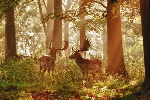 Fotografia de Evelio Alonso Fuentes - Galeria Fotografica: Dinamarca - Foto: El Bosque. Jaersborg Dyrehave