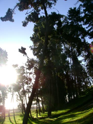 Fotografia de Camili Ebudae - Galeria Fotografica: Por la Quinta - Foto: Inclinado