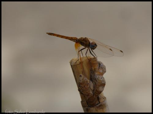 Fotografia de el italiano - Galeria Fotografica: Giardino - Foto: Una libellula e una canna								