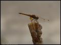 Fotos de el italiano -  Foto: Giardino - Una libellula e una canna								