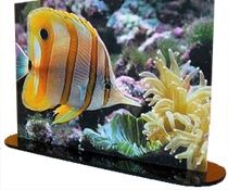 Fotografia de REALIMAGE MEXICO - Galeria Fotografica: FOTOESCULTURAS - Foto: ACUARIO