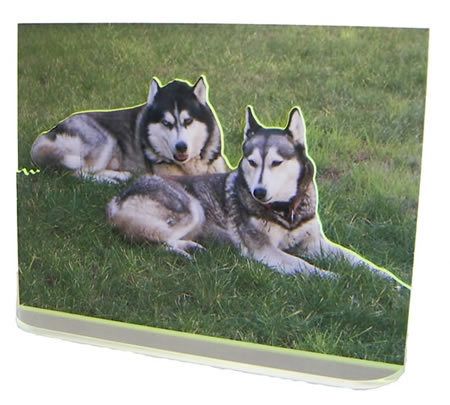 Fotografia de REALIMAGE MEXICO - Galeria Fotografica: FOTOESCULTURAS - Foto: MASCOTAS