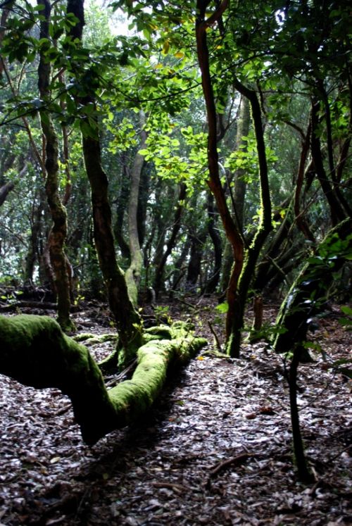 Fotografia de Laura baute sanjuan - Galeria Fotografica: paisajes - Foto: 