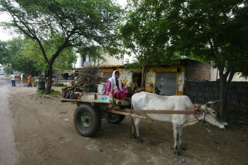 Fotografia de jose m - Galeria Fotografica: india - Foto: 