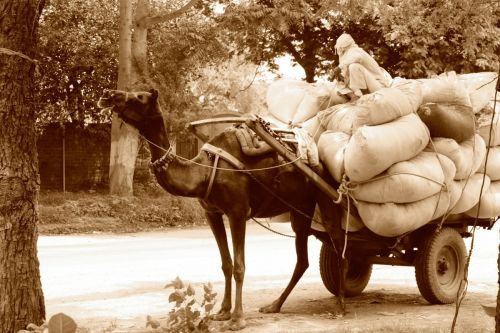 Fotografia de jose m - Galeria Fotografica: india - Foto: 