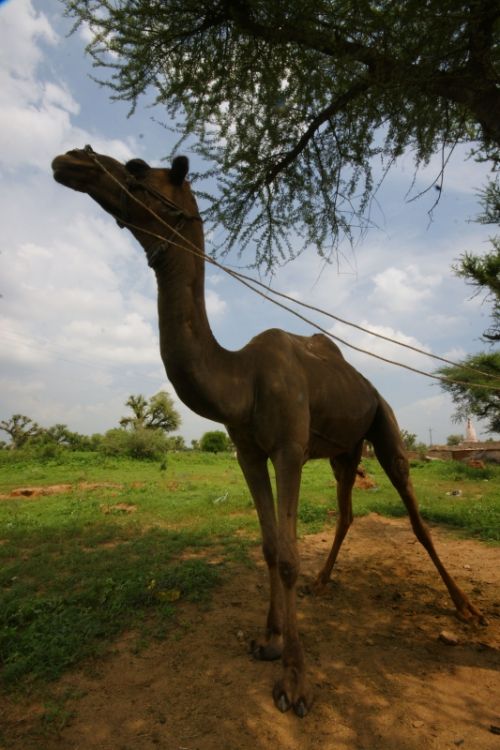 Fotografia de jose m - Galeria Fotografica: india - Foto: 