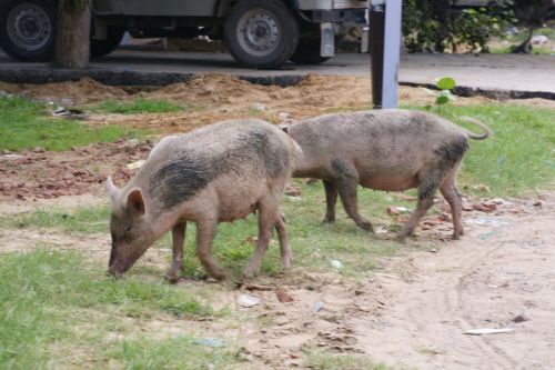 Fotografia de jose m - Galeria Fotografica: india - Foto: 