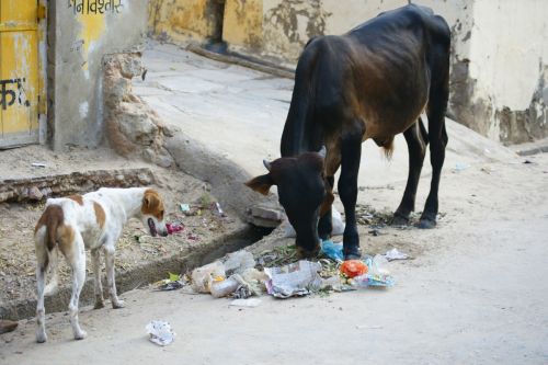 Fotografia de jose m - Galeria Fotografica: india - Foto: 