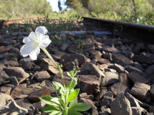 Fotografia de Marcelo Machin - Galeria Fotografica: ferrografas - Foto: 