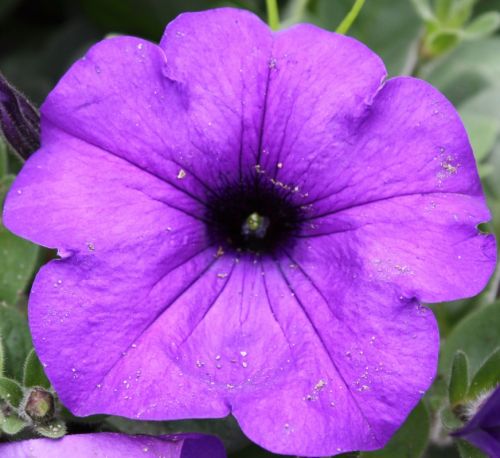 Fotografia de Ivyn - Galeria Fotografica: Flores - Foto: 