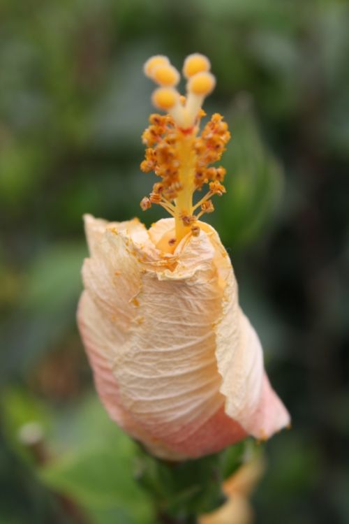 Fotografia de Ivyn - Galeria Fotografica: Flores - Foto: 