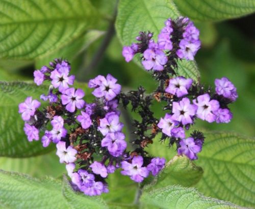 Fotografia de Ivyn - Galeria Fotografica: Flores - Foto: 