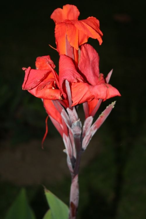 Fotografia de Ivyn - Galeria Fotografica: Flores - Foto: 