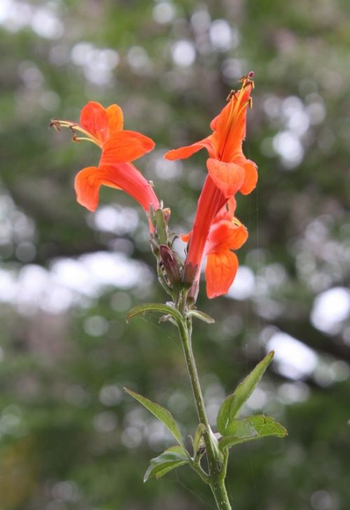 Fotografia de Ivyn - Galeria Fotografica: Flores - Foto: 