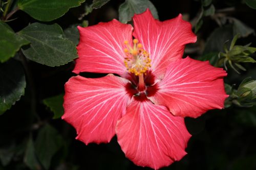 Fotografia de Ivyn - Galeria Fotografica: Flores - Foto: 