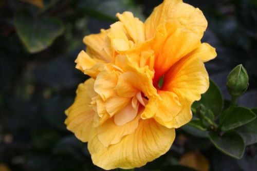 Fotografia de Ivyn - Galeria Fotografica: Flores - Foto: 