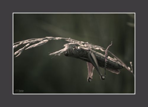 Fotografia de Marcelo - Galeria Fotografica: Equilibrista - Foto: 