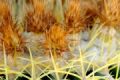 Fotos de Ricardo Anderson -  Foto: Arte a partir de fotografa - cactus