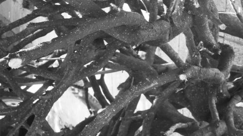 Fotografia de Vero - Galeria Fotografica: Octubre - Foto: Podada