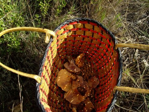 Fotografia de naturet - Galeria Fotografica: naturaleza viva - Foto: setas comestibles