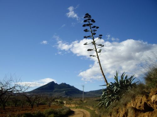 Fotografia de naturet - Galeria Fotografica: naturaleza viva - Foto: aolevera gigante
