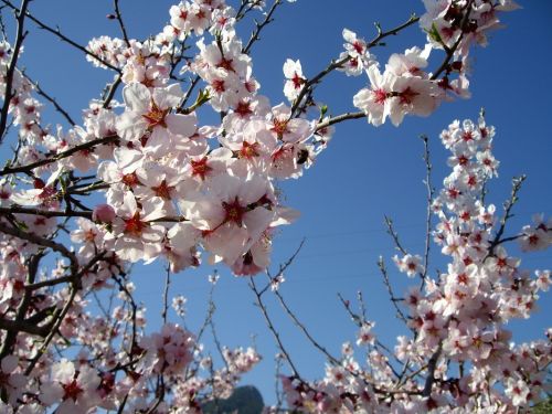 Fotografia de naturet - Galeria Fotografica: naturaleza viva - Foto: flor de primavera
