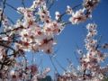 Foto de  naturet - Galería: naturaleza viva - Fotografía: flor de primavera
