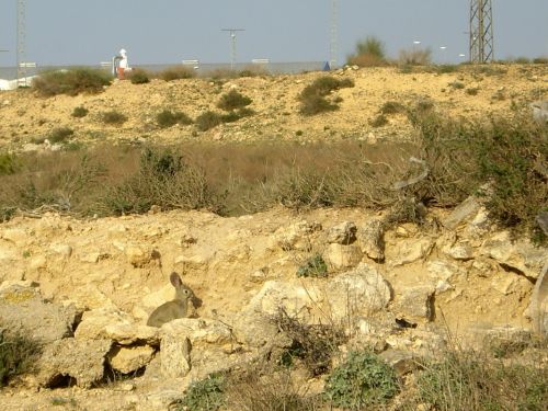 Fotografia de naturet - Galeria Fotografica: naturaleza viva - Foto: conejito al sol