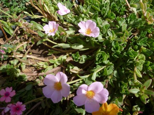 Fotografia de naturet - Galeria Fotografica: naturaleza viva - Foto: 