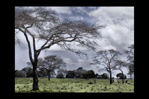 Fotografia de gabriel j. garcia - Galeria Fotografica: paisajes - Foto: acacias y hombres. senegal