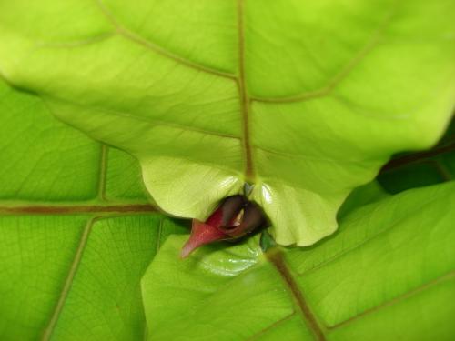 Fotografia de Barnesius - Galeria Fotografica: Naturaleza viva - Foto: 