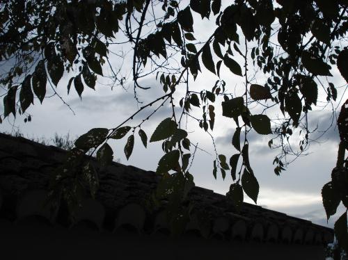 Fotografia de Barnesius - Galeria Fotografica: Naturaleza viva - Foto: 