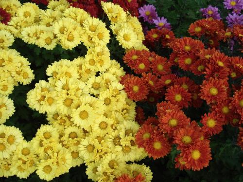 Fotografia de Barnesius - Galeria Fotografica: Naturaleza viva - Foto: 