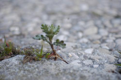 Fotografia de Vir - Galeria Fotografica: Naturaleza - Foto: 